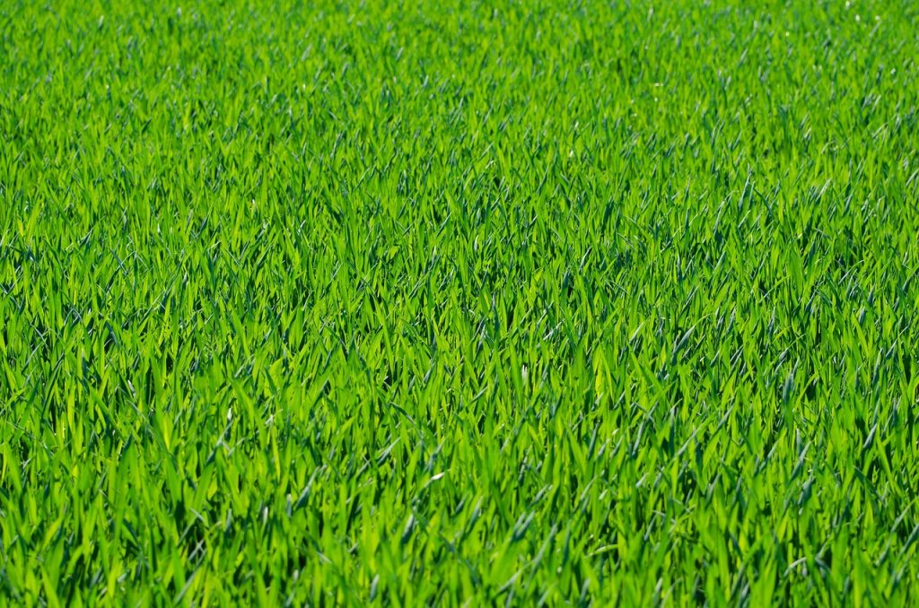 grass, lawn, grass blades, grassy, grassland, field, green, nature, greenery, grassy field, green grass, grass, grass, grass, grass, lawn, lawn, lawn, lawn, lawn, green, green